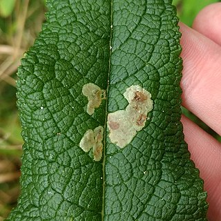 <i>Calycomyza flavinotum</i> Species of fly