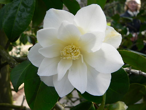 Camelia japonica triphosa 2006-04-8 194