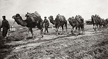 Una foto de camellos de transporte militar búlgaros en 1912