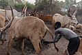 File:Campamento de ganado de la tribu Mundari, Terekeka, Sudán del Sur, 2024-01-29, DD 39.jpg