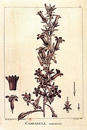 Campanula tomentosa, extraído de la misma obra Description des plantes nouvelles et peu connues, cultivées dans le jardín de J.-M. Cels (1799)