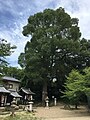宇治市名木百選「くすのき」高さ22m、幹廻り3.3m、推定樹齢150年、昭和58年3月認定