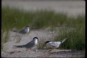 Cape Cod National Seashore CACO8371.jpg