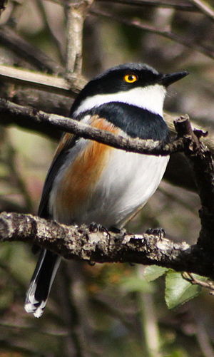 Kaapse Bosbontrokkie