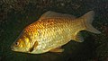 * Nomination Prussian carp (Carassius gibelio), Wilhelma, Stuttgart --Llez 05:00, 1 August 2022 (UTC) * Promotion  Support Good quality. --Jsamwrites 08:56, 1 August 2022 (UTC)  Support Good quality. --Ermell 10:24, 1 August 2022 (UTC)