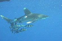 Squalo Pinna Bianca Oceanico (Carcharhinus longimanus)