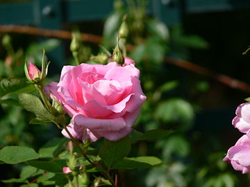 Rosa 'Carefree beauty'