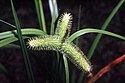 Carex comosa NRCS-1.jpg