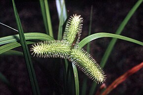 Описание изображения Carex comosa NRCS-1.jpg.