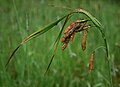 Carex mertensii