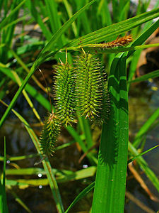 Carex pseudocyperus Inflorescence