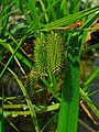 Carex pseudocyperus 003.JPG