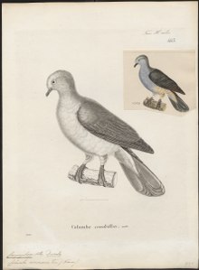 Carpophaga cineracea - 1700-1880 - Печать - Iconographia Zoologica - Амстердамский университет специальных коллекций - UBA01 IZ15600113.tif