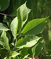 Castaneafolia leaves.jpg