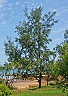 Casuarina equisetifolia - Darwin NT.jpg