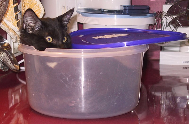 File:Cat in Tupperware container.jpg