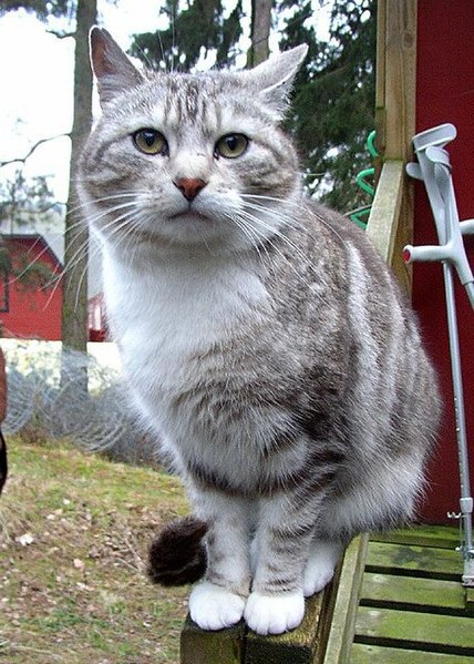 File:Cat on handrail (2008 photo; cropped 2022).jpg
