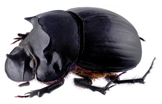 <i>Catharsius granulatus</i> Species of beetle