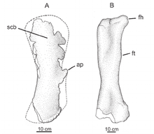 Cathartesaura scapula și femur.png