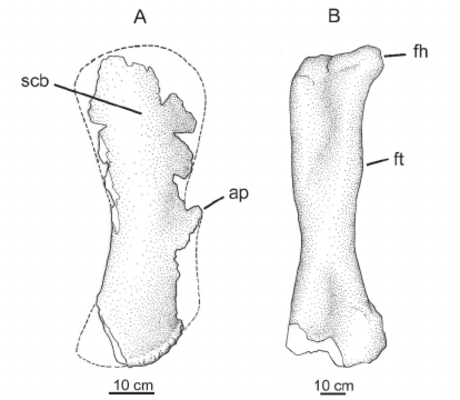 Cathartesaura anaerobica