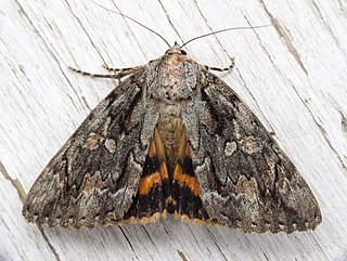 <i>Catocala neogama</i> Species of moth