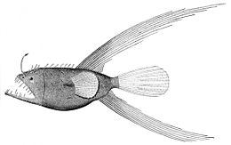 Gauruotasis meškeriotojas (Caulophryne sp.)