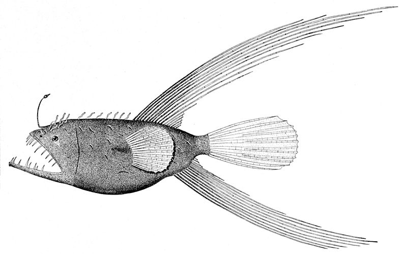 File:Caulophryne species.jpg