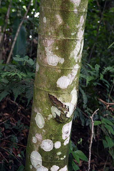 File:Cecropia obtusifolia 22zz.jpg