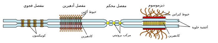 File:Cell junction simplified ar.svg