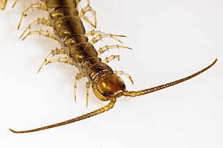 <span class="mw-page-title-main">Lithobiidae</span> Family of centipedes