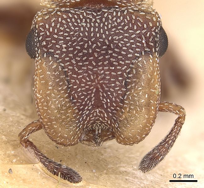 File:Cephalotes incertus CASENT0904915 head.jpg