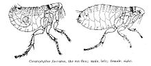 CeratophyllusFasciatus.jpg 