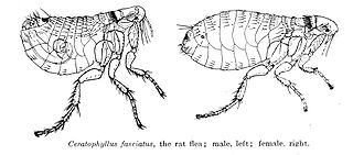 Nosopsyllus fasciatus