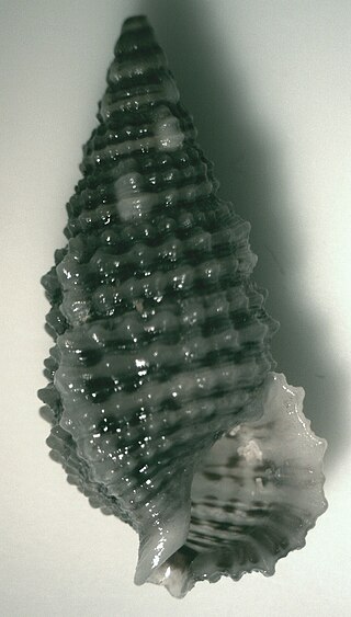 <i>Cerithium tenellum</i> Species of gastropod