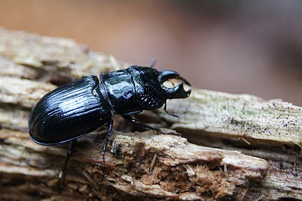 Ceruchus chrysomelinus Ceruchus chrysomelinus.JPG