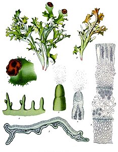 Cetraria islandica - Köhler–s Medizinal-Pflanzen-032.jpg