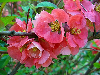 Chaenomeles speciosa Flowers