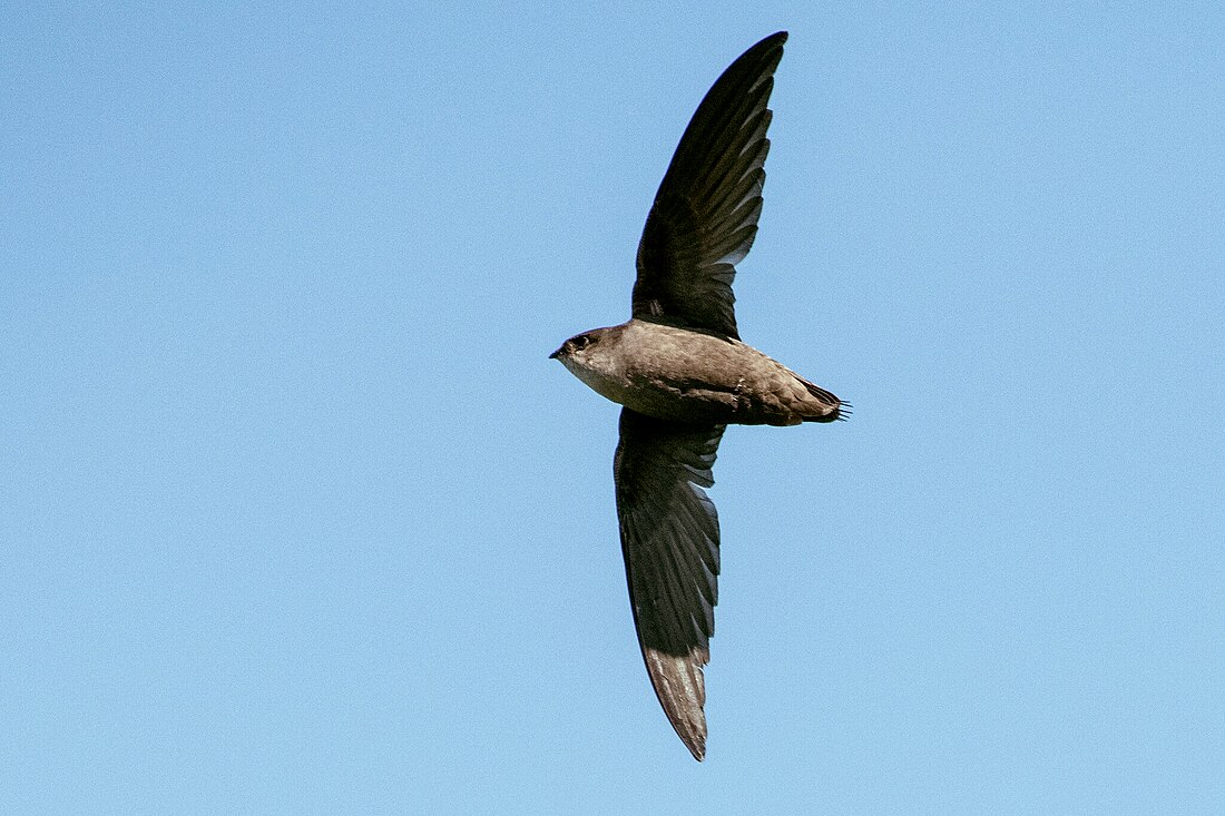 Chimney swift