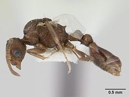 Temnothorax brunneus