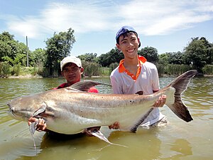 300px Chao phraya catfish Secimen lake 2 Hua Hin Thailand