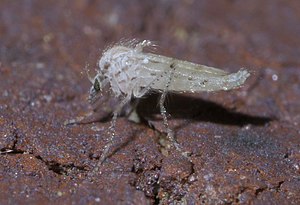 Chaoborus maculipes P1490887a.jpg