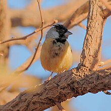 Charitospiza evkozmasi - ko'mir bilan qoplangan Finch.jpg