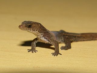 Brazilian pygmy gecko species of reptile
