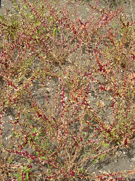 File:Chenopodium capitatum (Chenopodiaceae) plant.JPG