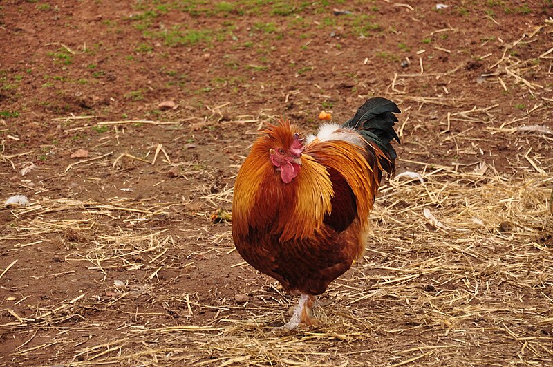 File:Chicken at Powderham Castle (7754).jpg