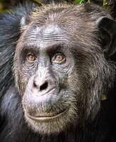 Pan troglodytes schweinfurthii in Kibale National Park, Uganda.