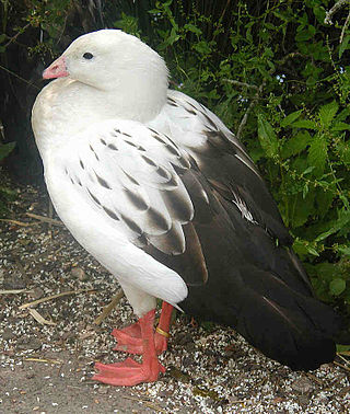 <span class="mw-page-title-main">Andean goose</span> Species of bird