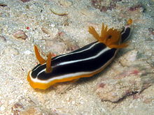 Chromodoris africana.jpg