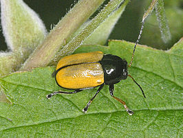 Cryptocephalus marginatus