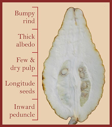 Cross section of the Balady citron showing the signs for purity.